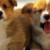 Foto del perfil de Dream Dog