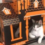 Foto del perfil de target cat scratcher near me