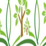 Foto del perfil de Cây Bàng Đài Loan