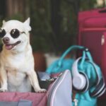 Foto del perfil de travel suitcase for dogs